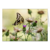 Papillon à queue noire géante (Devant Horizontal)