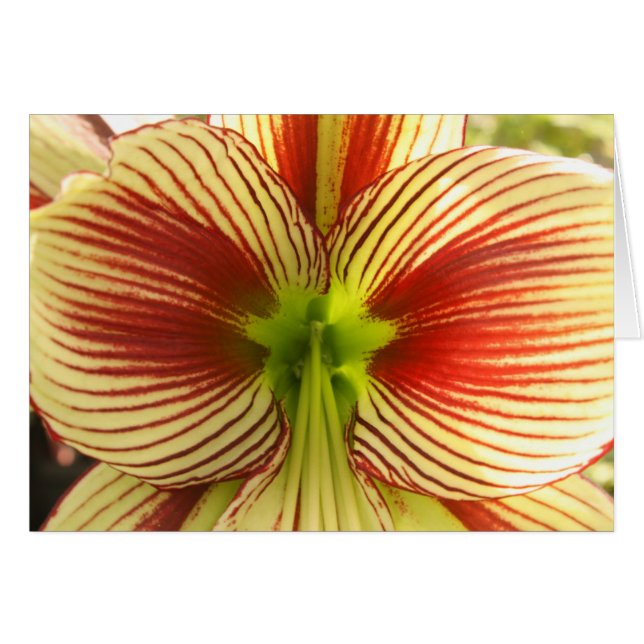Papillon Amaryllis (Devant horizontal)