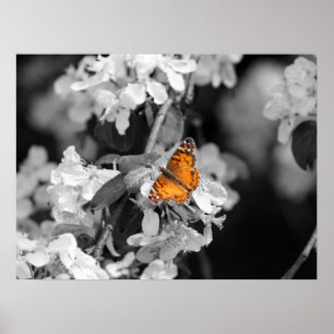 Papillon Américain Lady Sur Blossom Poster
