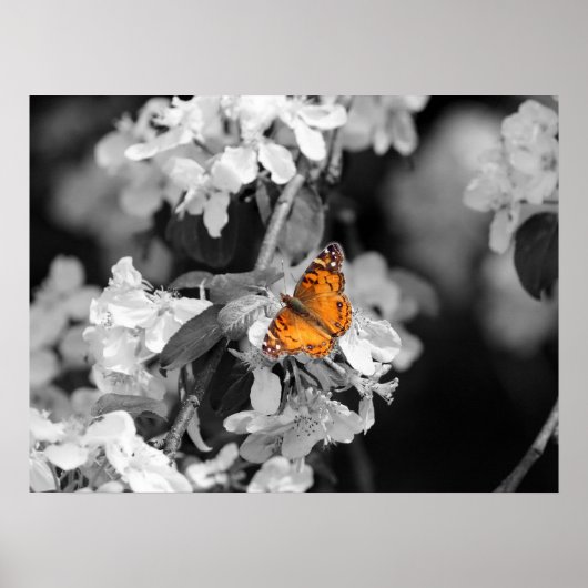 Papillon Américain Lady Sur Blossom Poster (Devant)