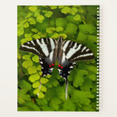 Papillon américain porte-queue (Dos)