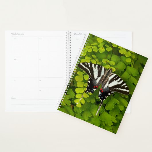 Papillon américain porte-queue (Devant avec enveloppe)