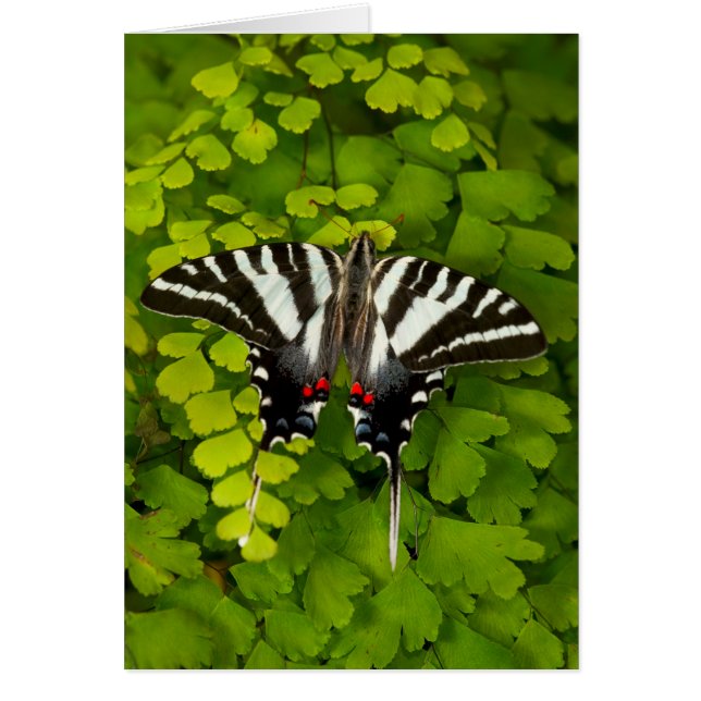 Papillon américain porte-queue (Devant)