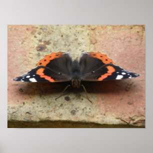 Papillon Amiral Rouge Impression