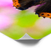 Papillon Amiral rouge sur affiche de fleur (Coin)