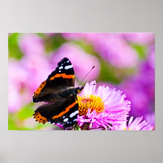 Papillon Amiral rouge sur affiche de fleur (Devant)
