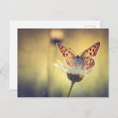 Papillon Argus Briefkaart (Voorkant / Achterkant)