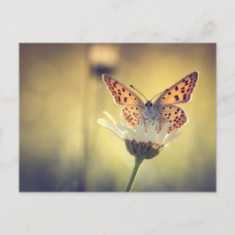 Papillon Argus Briefkaart