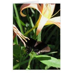 Papillon au repos