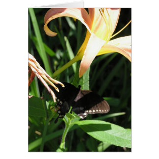 Papillon au repos