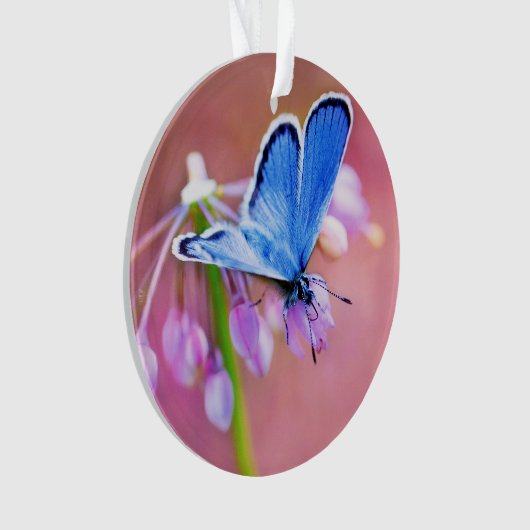 Papillon azuré (devant)