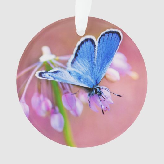 Papillon azuré (devant)