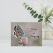 Papillon Azuré commun sur carte postale (Debout devant)