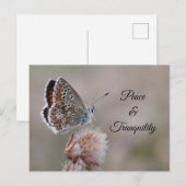 Papillon Azuré commun sur carte postale (Devant / Derrière)