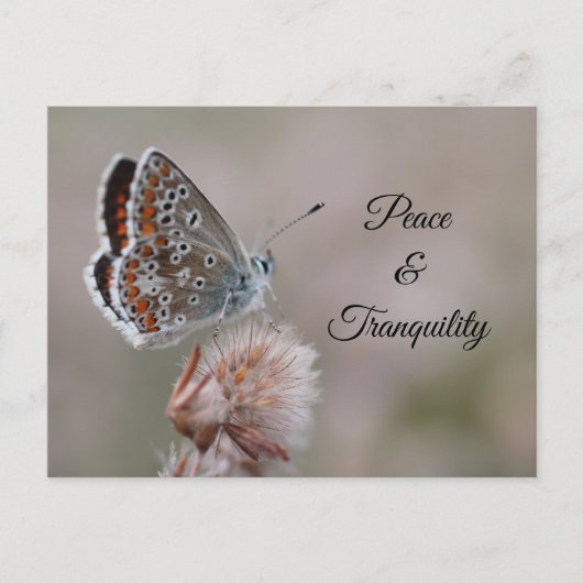 Papillon Azuré commun sur carte postale (Devant)