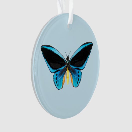 Papillon Birdwing (devant)