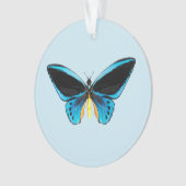 Papillon Birdwing (devant)