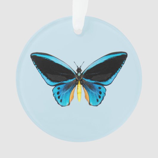 Papillon Birdwing (devant)