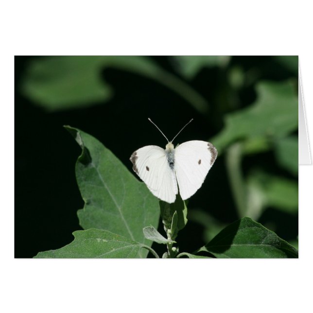Papillon blanc (Devant horizontal)