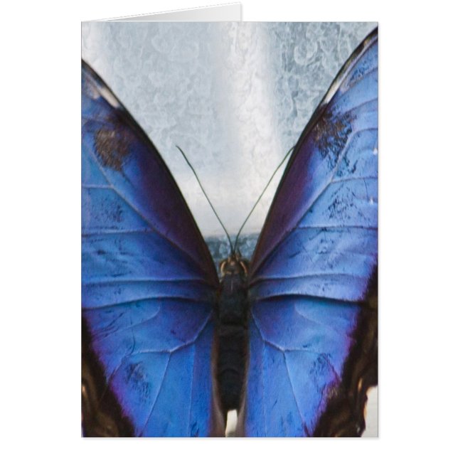 Papillon bleu (Devant)