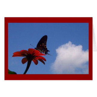 Papillon bleu ciel !