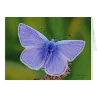 Papillon bleu commun