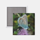Papillon bleu commun sur aimant à chardon (Recto/Verso)
