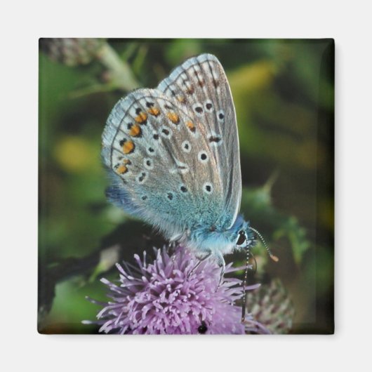 Papillon bleu commun sur aimant à chardon (Devant)