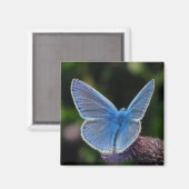 Papillon bleu commun sur aimant à chardon (Recto/Verso)