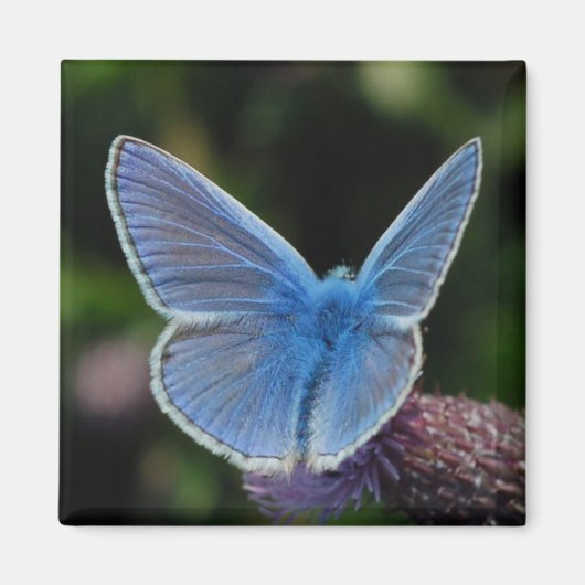 Papillon bleu commun sur aimant à chardon (Devant)