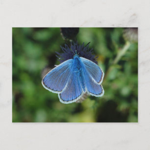 Papillon bleu commun sur la carte postale de chard