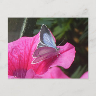 Papillon bleu creux sur do-it-yourself carte posta