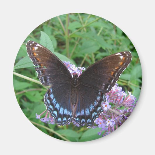 Papillon bleu et Brown ~ aimant (Devant)