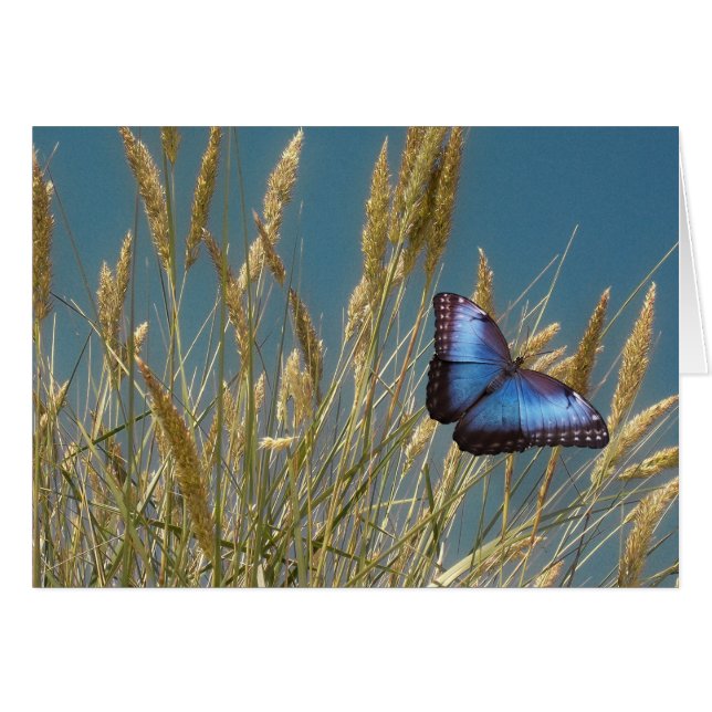 Papillon bleu monarque sur le grain (Devant horizontal)