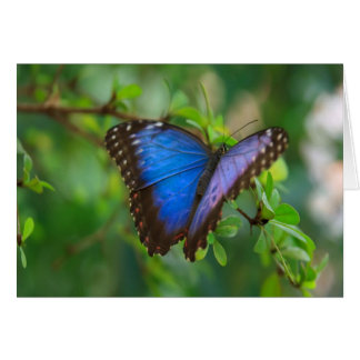 Papillon bleu Morpho