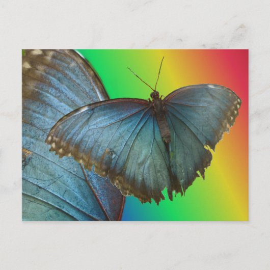 Papillon bleu Morpho & do-it-yourself carte postal (Devant)