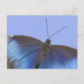 Papillon bleu Morpho DO-IT-YOURSELF carte postale (Devant)