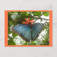 Papillon bleu Morpho sur carte postale do-it-yours