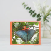 Papillon bleu Morpho sur carte postale do-it-yours (Debout devant)