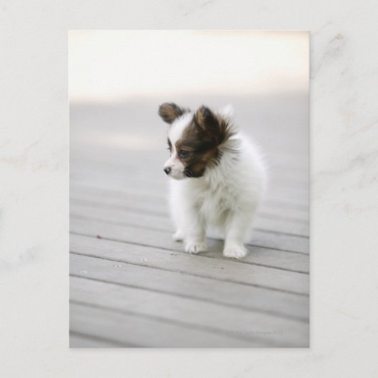 Papillon Briefkaart (Voorkant)