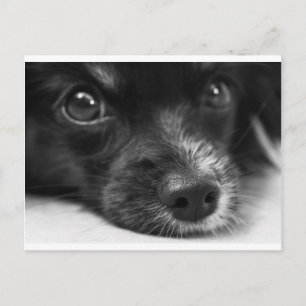 papillon briefkaart