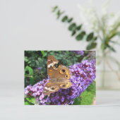 Papillon Buckeye ~ carte postale (Debout devant)