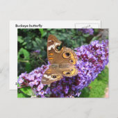 Papillon Buckeye ~ carte postale (Devant / Derrière)