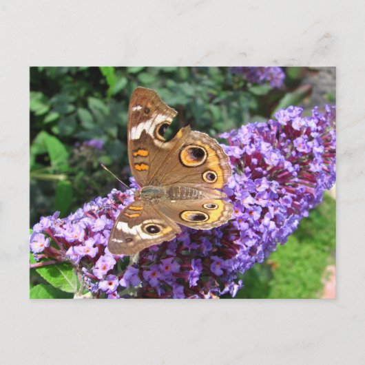 Papillon Buckeye ~ carte postale (Devant)