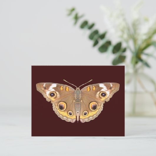 Papillon Buckeye ~ carte postale (Debout devant)