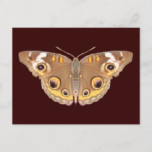 Papillon Buckeye ~ carte postale