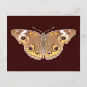 Papillon Buckeye ~ carte postale (Devant)