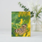 papillon buckeye sur carte postale missouri golden (Debout devant)