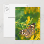 papillon buckeye sur carte postale missouri golden (Devant / Derrière)