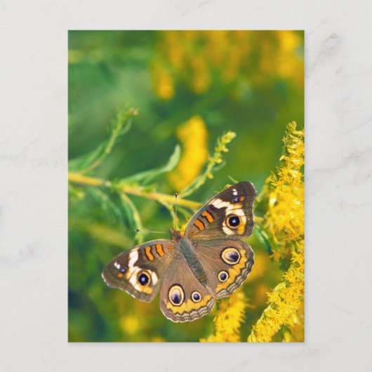 papillon buckeye sur carte postale missouri golden (Devant)